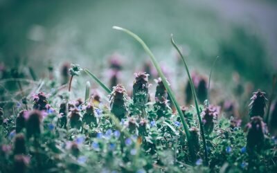 Eat the Purple People Eater!